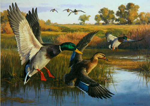 Leon Parson Wildlife Art / Birds/ Mallard Ducks/ Kansas 89 Waterfowl