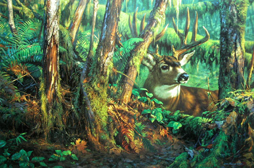Leon Parson Wildlife Art/ Black Tail Deer/ Clearcut Bonanza
