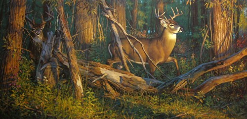 L Parson Wildlife Art/ Whitetail Deer/ The Rookie